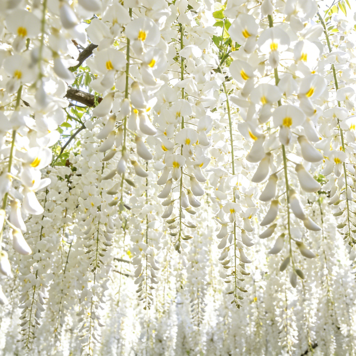 💐Rare Perfume Jasmine Seeds 🌼 Super easy to care - Winter Planting, Perennial Blooms & Fragrant Garden Elegance 🌸