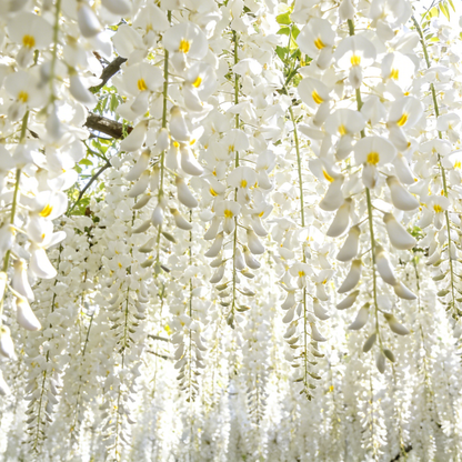 💐Rare Perfume Jasmine Seeds 🌼 Super easy to care - Winter Planting, Perennial Blooms & Fragrant Garden Elegance 🌸