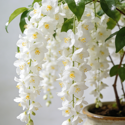 💐Rare Perfume Jasmine Seeds 🌼 Super easy to care - Winter Planting, Perennial Blooms & Fragrant Garden Elegance 🌸