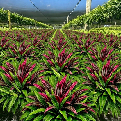 🌿UV-Resistant Artificial Fern & Red Dracaena Decorative Plants – Full, Lush & Fade-Resistant!