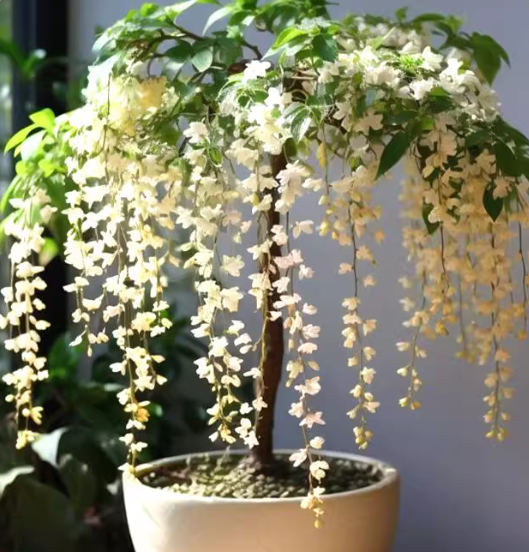 💐Rare Perfume Jasmine Seeds 🌼 Super easy to care - Winter Planting, Perennial Blooms & Fragrant Garden Elegance 🌸