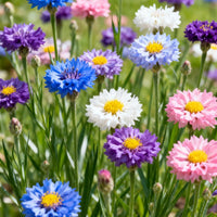 🌸200 Seeds
