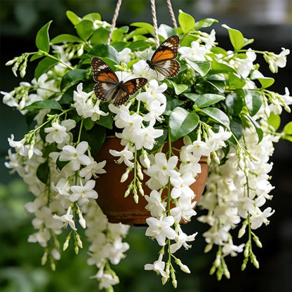 💐Rare Perfume Jasmine Seeds 🌼 Super easy to care - Winter Planting, Perennial Blooms & Fragrant Garden Elegance 🌸
