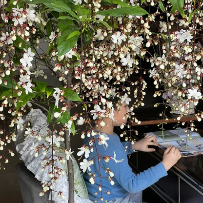 💐Rare Perfume Jasmine Seeds 🌼 Super easy to care - Winter Planting, Perennial Blooms & Fragrant Garden Elegance 🌸