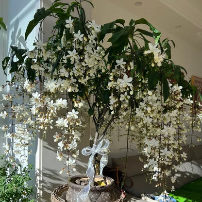 💐Rare Perfume Jasmine Seeds 🌼 Super easy to care - Winter Planting, Perennial Blooms & Fragrant Garden Elegance 🌸