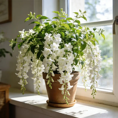 💐Rare Perfume Jasmine Seeds 🌼 Super easy to care - Winter Planting, Perennial Blooms & Fragrant Garden Elegance 🌸